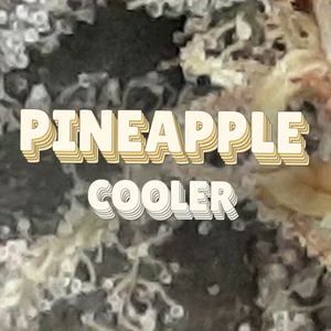 Pineapple Cooler Cannabis Strain