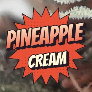 Pineapple Cream Cannabis Strain