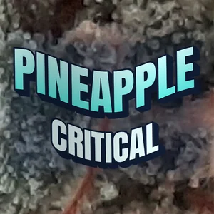 Pineapple Critical Cannabis Strain