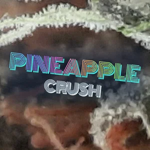 Pineapple Crush Cannabis Strain