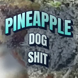 Pineapple Dog Shit Cannabis Strain