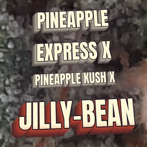Pineapple Express x Pineapple Kush x Jilly-Bean Cannabis Strain