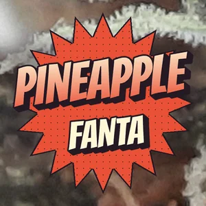 Pineapple Fanta Cannabis Strain