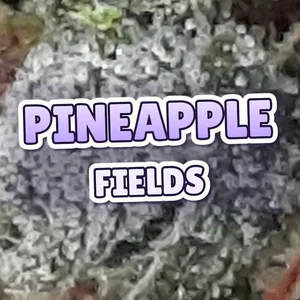 Pineapple Fields Cannabis Strain