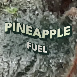 Pineapple Fuel Cannabis Strain