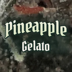 Pineapple Gelato Cannabis Strain