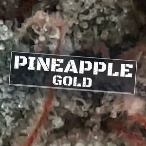 Pineapple Gold Cannabis Strain