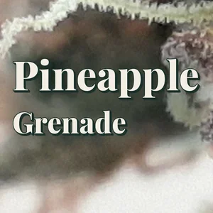 Pineapple Grenade Cannabis Strain