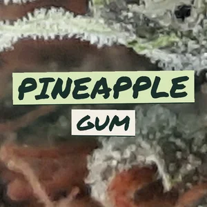 Pineapple Gum Cannabis Strain