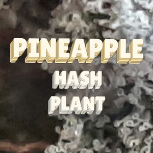 Pineapple Hash Plant Cannabis Strain