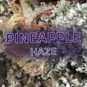 Pineapple Haze Cannabis Strain