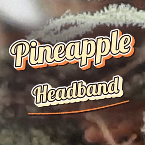 Pineapple Headband Cannabis Strain