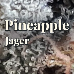 Pineapple Jager Cannabis Strain