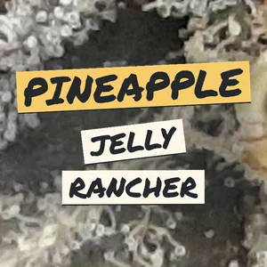 Pineapple Jelly Rancher Cannabis Strain