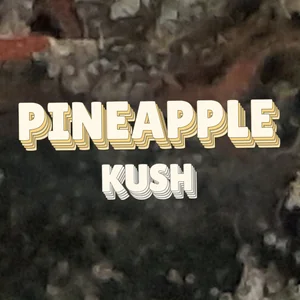 Pineapple Kush Cannabis Strain