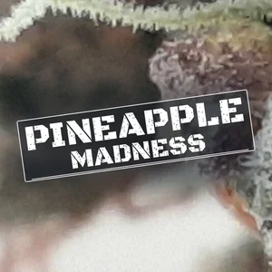 Pineapple Madness Cannabis Strain