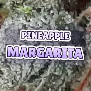 Pineapple Margarita Cannabis Strain