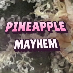 Pineapple Mayhem Cannabis Strain