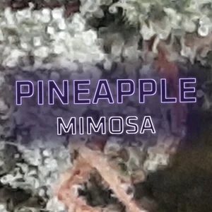 Pineapple Mimosa Cannabis Strain