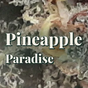 Pineapple Paradise Cannabis Strain