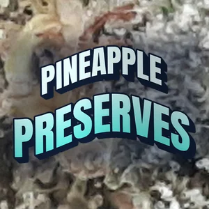 Pineapple Preserves Cannabis Strain