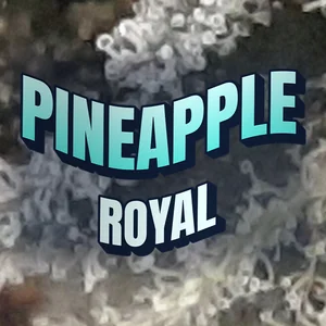 Pineapple Royal Cannabis Strain