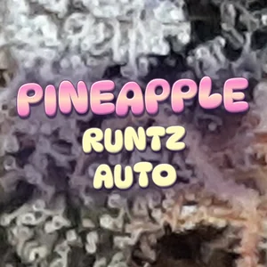Pineapple Runtz Auto Cannabis Strain