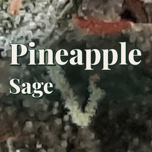 Pineapple Sage Cannabis Strain