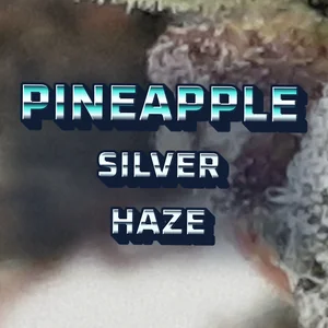 Pineapple Silver Haze Cannabis Strain