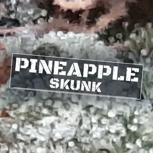 Pineapple Skunk Cannabis Strain