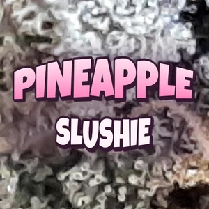 Pineapple Slushie Cannabis Strain
