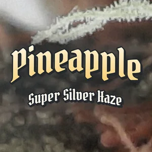 Pineapple Super Silver Haze Cannabis Strain
