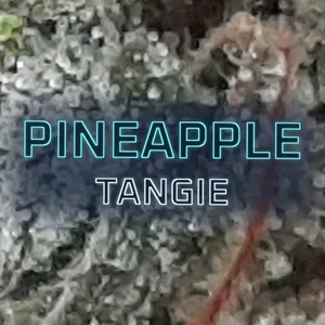 Pineapple Tangie Cannabis Strain