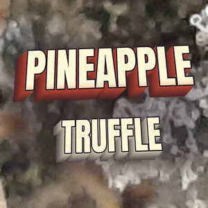 Pineapple Truffle Cannabis Strain