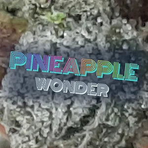 Pineapple Wonder Cannabis Strain