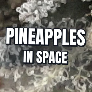 Pineapples in Space Cannabis Strain