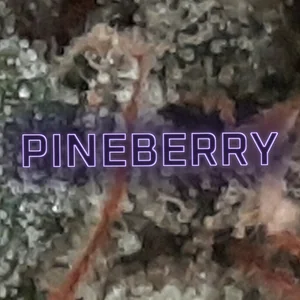 Pineberry Cannabis Strain