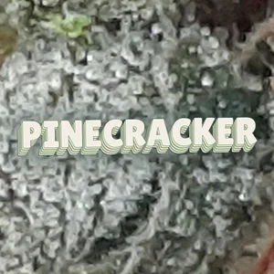 Pinecracker Cannabis Strain