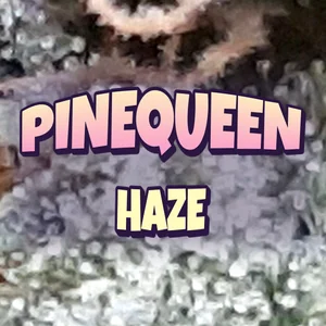 Pinequeen Haze Cannabis Strain