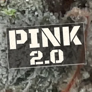 Pink 2.0 Cannabis Strain