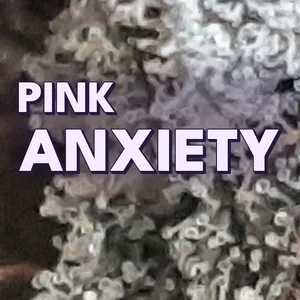 Pink Anxiety Cannabis Strain