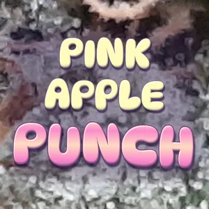 Pink Apple Punch Cannabis Strain