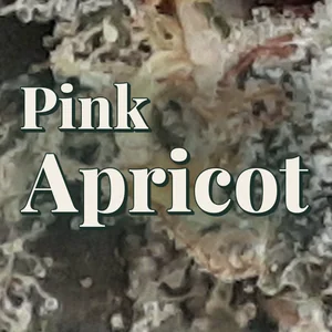 Pink Apricot Cannabis Strain