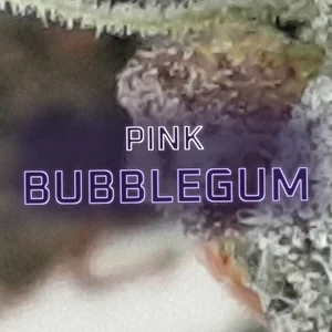 Pink Bubblegum Cannabis Strain