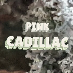 Pink Cadillac Cannabis Strain