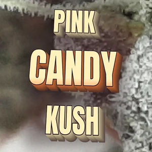 Pink Candy Kush Cannabis Strain