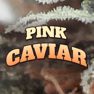 Pink Caviar Cannabis Strain