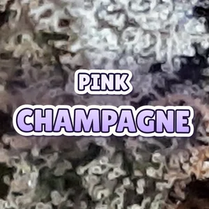 Pink Champagne Cannabis Strain