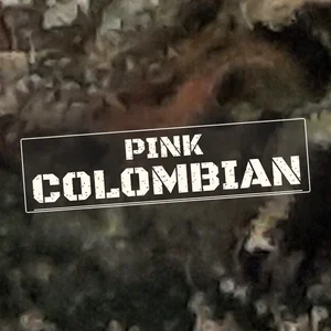 Pink Colombian Cannabis Strain