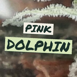Pink Dolphin Cannabis Strain